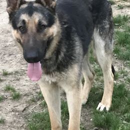 German Shepherd Puppies from Sandy’s Shepherds