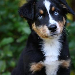 Joe - Black tri-color male Australian Shepherd puppy in Darrington, Washington from Cart River Aussies