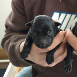 Beagle and German Shepherd Puppies from Nebraska K9's