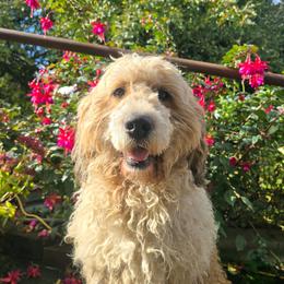 Dolly mae - Red and white female Saint Berdoodle puppy in Castle Rock, Washington from PNW Saint Berdoodles