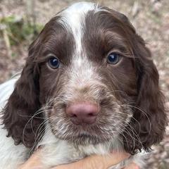 Pointers from Ross Callaway