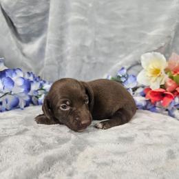Renee - Chocolate female Dachshund puppy in Florence, Arizona from Doxie Town Az