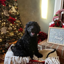 Goldendoodle Puppies from Southern Darling Doodles