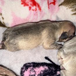 Coco Fawn OFA Parents - Fawn and white female French Bulldog puppy in Billings, Montana from Yellowstone Frenchies