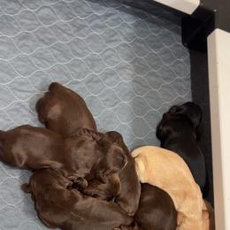 Black Collar Boy - Brown white and tan male Cocker Spaniel puppy in Simms, Texas from Clayton’s Cocker Spaniels