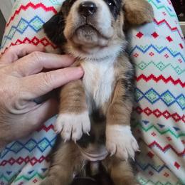 Girl 7 - Black white and tan female Basset Hound puppy in Shelbyville, Michigan from Buck Wild 4 Bassets