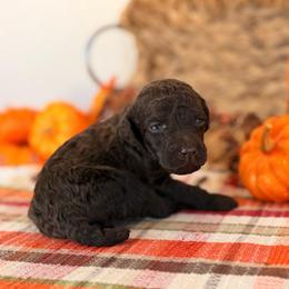 Jester - Brown male Poodle puppy in Lavonia, Georgia from Peach Blossom Kennels