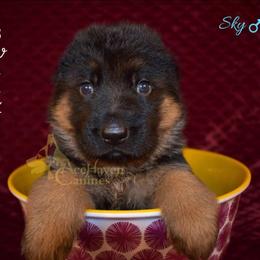 Sky - Black and red male German Shepherd puppy in Orlando, Florida from AceHaven Canines