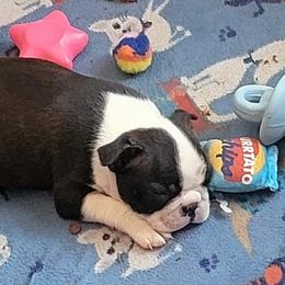Boston Terrier Puppies from Big Sky Bostons
