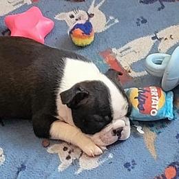 Boston Terrier Puppies from Big Sky Bostons