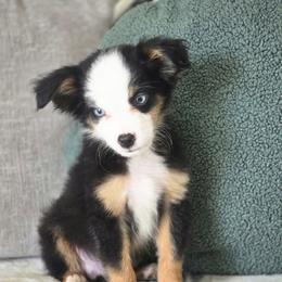 Rolo - Black tri male Miniature Australian Shepherd puppy in Killen, Alabama from Wilkers Wholehearted Mini Aussies