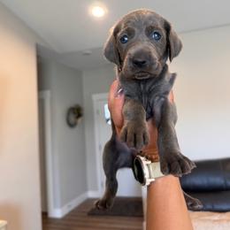 Birdie - Blue collar - Blue female Weimaraner puppy in Riverside, Utah from Blue Phantom Kennels