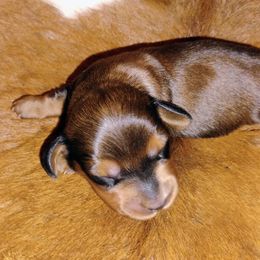 Dachshund Puppies from Bonner Miniature dachshunds