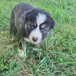 Dark Blue - Black and white male Siberian Husky puppy in Swansea, Illinois from Husky B's