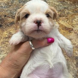 Girl 2-Purple - white and lemon female Companion Cross puppy in Greenfield, Indiana from Thompson's Prairie Pride