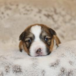 Porsche (fluffy) - Red female Pembroke Welsh Corgi puppy in Goliad, Texas from Rogers’ Fluffy Butt Corgis