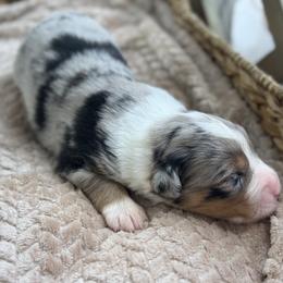 Boy 3 - Blue merle male Australian Shepherd puppy in Volant, Pennsylvania from Addie's Aussies