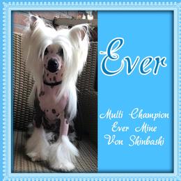 Ever - Chinese Crested
