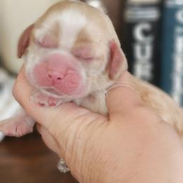 Zombie (Black Collar) - Buff and white male Cocker Spaniel puppy in Mocksville, North Carolina from Hunting Creek Kennels & Farm