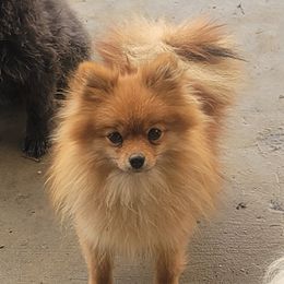 Tink - Pomeranian