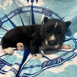 AKC Buttercup - Agouti and white female Siberian Husky puppy in Centreville, Maryland from Huskies By the Bay
