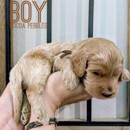 Cocoa Pebbles - Apricot male Goldendoodle puppy in Cambridge, Minnesota from Country Meadow Doodles