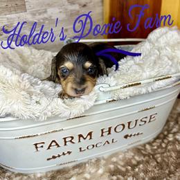 Maggie-2500 - Dapple female Dachshund puppy in Atwood, Oklahoma from Holder’s Doxie Farm
