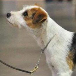 Jack Russell Terriers from Cedar Grove Jack Russell Terriers
