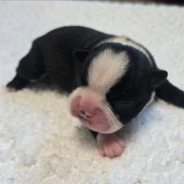Boy 2 - Black brindle and white male Boston Terrier puppy in Fresno, California from 4 The Love of Boston & Dachshunds