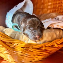 Teal collar female - Chocolate female Labrador Retriever puppy in Stafford Township, New Jersey from SommerLabs
