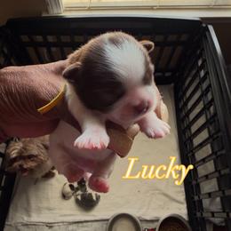 Lucky - Liver and white male Shih Tzu puppy in Cordova, Tennessee from TrueLine kennels