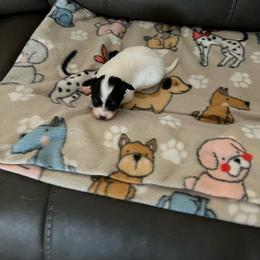 Pearl - White black and tan female Papillon puppy in Benton, Arkansas from Mama's Pride Poms and Paps