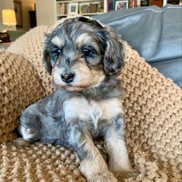 Tala - Merle female Bernedoodle puppy in Yuba City, California from Ranch House Doodles
