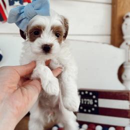 Snow - Red female Cavapoo puppy in Mesa, Arizona from Pedersendoodles