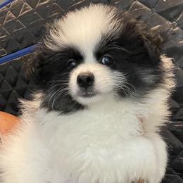 Oreo - Black parti male Pomeranian puppy in Avon Park, Florida from Mariska's Pomeranians