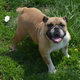 Piper - Bulldog