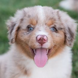 Archer - Red merle male Miniature American Shepherd puppy in Groesbeck, Texas from Epic Miniature American Shepherds