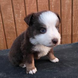 Cam - Red tri male Miniature Australian Shepherd puppy in Leonard, Texas from Tin Roof Aussies