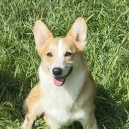 Brenham - Pembroke Welsh Corgi