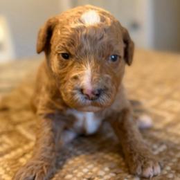 Green collar boy-G - Apricot male Goldendoodle puppy in Vian, Oklahoma from Dog Days Doodles