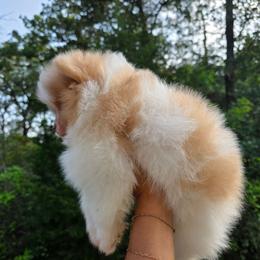 Bon Jovi - Orange parti male Pomeranian puppy in Smithville, Texas from Lafary Poms