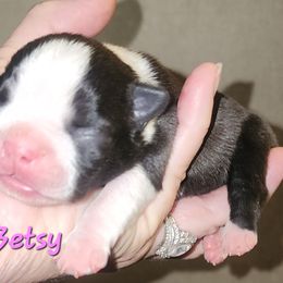 Betsy - Seal brindle and white female Boston Terrier puppy in Lexington, Indiana from NanzBostz