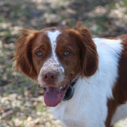 Tucker - Brittany