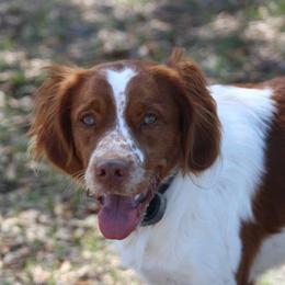 Tucker - Brittany