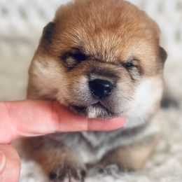 Legend - Red male Shiba Inu puppy in Trenton, Nebraska from Prairie Shibas