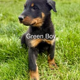Green - Black and rust male Beauceron puppy in Floyd’s Knobs, Indiana from Birdwing Beaucerons