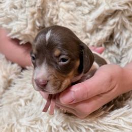 Strawberry Shortcake pink collar - Piebald female Dachshund puppy in Bremen, Georgia from Jones Royal Kennels / Jones Miniature Dachshunds