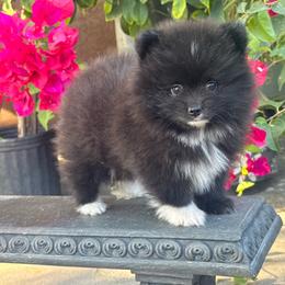 Bear - Black parti male Pomeranian puppy in Stockton, California from lunas_poms