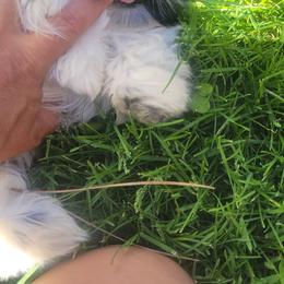Tiny Ying yang - Black and white male Shih Tzu puppy in Ontario, Oregon from Keeper of the Stars