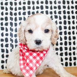 Cooper - Buff and white male Cocker Spaniel puppy in Rattan, Oklahoma from Double M Cocker Spaniels